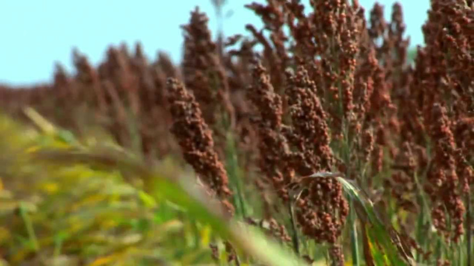 Descartan presencia pulgón amarillo en cultivos