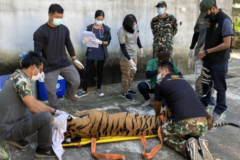 Encuentran cabeza de tigre y restos de animales en un zoológico falso 