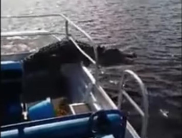 Caimán sorprende a turistas en Florida y se sube a su bote
