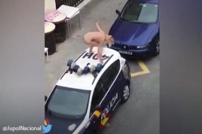 Mujer se desnuda y agrede a policías